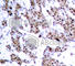 Myocyte Enhancer Factor 2A antibody, AP0406, ABclonal Technology, Immunohistochemistry paraffin image 