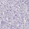 NLR Family Pyrin Domain Containing 8 antibody, NBP2-33809, Novus Biologicals, Immunohistochemistry paraffin image 
