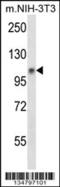 Janus Kinase 1 antibody, MBS9205000, MyBioSource, Western Blot image 