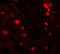 NUMB Endocytic Adaptor Protein antibody, 6311, ProSci, Immunofluorescence image 