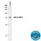 IAP2 antibody, MAB818, R&D Systems, Western Blot image 