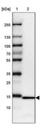 Ribosomal Protein L36 antibody, PA5-61449, Invitrogen Antibodies, Western Blot image 