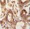 Probable 7,8-dihydro-8-oxoguanine triphosphatase NUDT15 antibody, LS-C163055, Lifespan Biosciences, Immunohistochemistry frozen image 