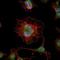 LIM Homeobox 2 antibody, NBP2-37619, Novus Biologicals, Immunocytochemistry image 