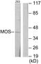 MOS Proto-Oncogene, Serine/Threonine Kinase antibody, LS-C118748, Lifespan Biosciences, Western Blot image 