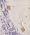 Calcium/Calmodulin Dependent Protein Kinase II Beta antibody, M03964-1, Boster Biological Technology, Immunohistochemistry paraffin image 