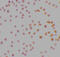 Serine/Threonine Kinase 17a antibody, 2147, ProSci, Immunocytochemistry image 