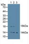 Epiregulin antibody, MBS2002269, MyBioSource, Western Blot image 