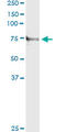 Tenascin XB antibody, LS-C139174, Lifespan Biosciences, Immunoprecipitation image 