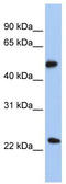 Protein O-Fucosyltransferase 2 antibody, TA338934, Origene, Western Blot image 