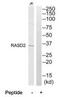 RASD Family Member 2 antibody, TA326095, Origene, Western Blot image 