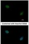 MAF BZIP Transcription Factor G antibody, PA5-30086, Invitrogen Antibodies, Immunofluorescence image 