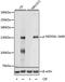 NEDD4 Like E3 Ubiquitin Protein Ligase antibody, A01595S448, Boster Biological Technology, Western Blot image 