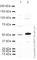 MYCN Proto-Oncogene, BHLH Transcription Factor antibody, ab24193, Abcam, Western Blot image 