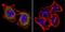 Actin Alpha Cardiac Muscle 1 antibody, GTX80809, GeneTex, Immunofluorescence image 