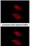 Tyrosyl-TRNA Synthetase 2 antibody, PA5-31325, Invitrogen Antibodies, Immunofluorescence image 