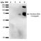 Citrulline antibody, MA5-27573, Invitrogen Antibodies, Western Blot image 