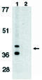 BCL2 Interacting Protein 3 Like antibody, MBS396006, MyBioSource, Western Blot image 