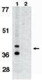 BCL2 Interacting Protein 3 Like antibody, MBS396006, MyBioSource, Western Blot image 