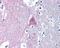Microtubule Affinity Regulating Kinase 1 antibody, 48-418, ProSci, Immunohistochemistry frozen image 