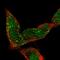 Proline Rich Acidic Protein 1 antibody, HPA038713, Atlas Antibodies, Immunofluorescence image 