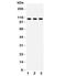 ATPase Na+/K+ Transporting Subunit Alpha 1 antibody, R31888, NSJ Bioreagents, Western Blot image 