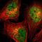 Syntaxin 5 antibody, HPA001358, Atlas Antibodies, Immunofluorescence image 