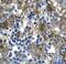GATA Binding Protein 2 antibody, PA1-24487, Invitrogen Antibodies, Immunohistochemistry paraffin image 