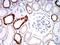 CAMP Responsive Element Binding Protein 1 antibody, orb213776, Biorbyt, Immunohistochemistry paraffin image 
