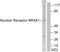 Nuclear Receptor Subfamily 4 Group A Member 1 antibody, LS-C118011, Lifespan Biosciences, Western Blot image 