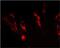 Frataxin antibody, 45-6300, Invitrogen Antibodies, Immunofluorescence image 