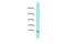 G Protein Subunit Gamma 13 antibody, A12152, Boster Biological Technology, Western Blot image 