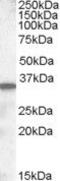 Solute Carrier Family 10 Member 2 antibody, PA5-18990, Invitrogen Antibodies, Western Blot image 