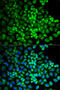 Glutamate Ionotropic Receptor AMPA Type Subunit 3 antibody, 14-058, ProSci, Immunofluorescence image 
