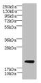 Cytochrome B-245 Chaperone 1 antibody, CSB-PA859832LA01HU, Cusabio, Western Blot image 