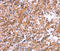 Adipocyte Plasma Membrane Associated Protein antibody, MBS2518360, MyBioSource, Immunohistochemistry paraffin image 