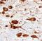 Atrophin 1 antibody, AF6567, R&D Systems, Immunohistochemistry paraffin image 