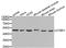 C-Terminal Binding Protein 1 antibody, abx126875, Abbexa, Western Blot image 