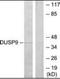 Dual Specificity Phosphatase 9 antibody, orb96528, Biorbyt, Western Blot image 
