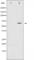 Spleen Associated Tyrosine Kinase antibody, abx011579, Abbexa, Western Blot image 