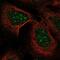 Inositol Hexakisphosphate Kinase 2 antibody, NBP2-68909, Novus Biologicals, Immunofluorescence image 
