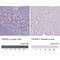 Centromere Protein M antibody, NBP2-34079, Novus Biologicals, Immunohistochemistry paraffin image 