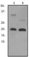 Interleukin 2 antibody, ab92381, Abcam, Western Blot image 