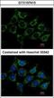 Acylglycerol Kinase antibody, GTX107413, GeneTex, Immunocytochemistry image 