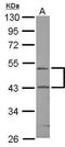 RUN Domain Containing 3A antibody, PA5-31248, Invitrogen Antibodies, Western Blot image 