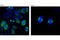 Transforming Acidic Coiled-Coil Containing Protein 3 antibody, 8069P, Cell Signaling Technology, Immunofluorescence image 