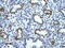 Enolase 1 antibody, ARP34376_T100, Aviva Systems Biology, Immunohistochemistry paraffin image 