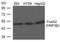 Forkhead Box A2 antibody, 79-710, ProSci, Western Blot image 