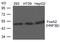 Hepatocyte nuclear factor 3-beta antibody, 79-710, ProSci, Western Blot image 