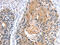 G Protein Subunit Alpha Transducin 3 antibody, CSB-PA693151, Cusabio, Immunohistochemistry paraffin image 